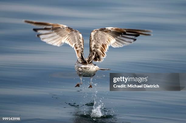 immature european herring gull (larus argentatus) taking off, mueritz, mecklenburg-western pomerania, germany - simbolismo foto e immagini stock