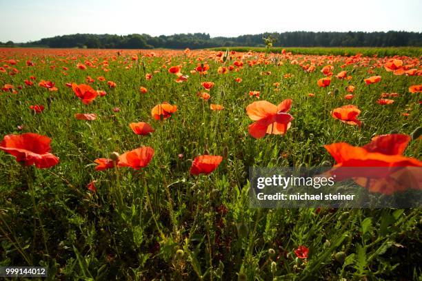 blooming poppy field near wangen, starnberg, upper bavaria, bavaria, germany - starnberg fotografías e imágenes de stock