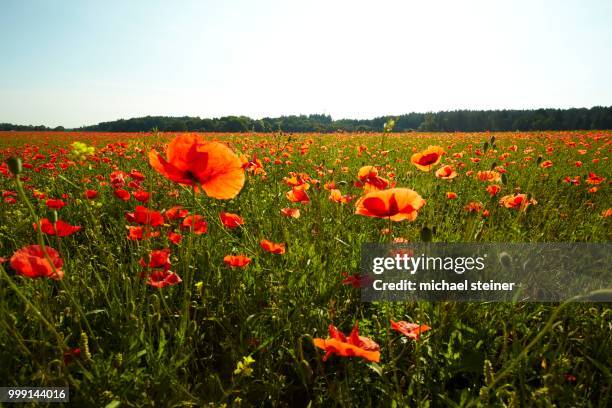 blooming poppy field near wangen, starnberg, upper bavaria, bavaria, germany - starnberg fotografías e imágenes de stock