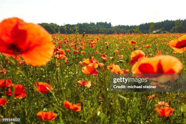 blooming poppy field near wangen, starnberg, upper bavaria, bavaria, germany - starnberg stock-fotos und bilder