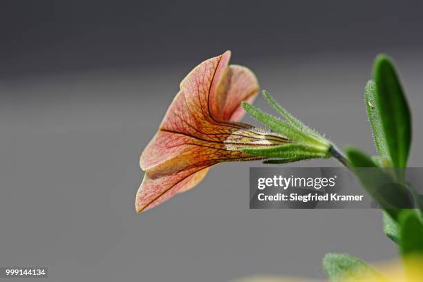 mini-petunia (calibrachoa), calyx, baden-wuerttemberg, germany - animal internal organ stockfoto's en -beelden