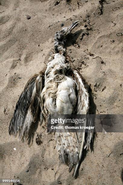 carcass of a dead seagull on a beach, friedrichsort, kiel-friedrichsort, kiel, baltic sea, schleswig-holstein, germany - sleeswijk holstein stockfoto's en -beelden