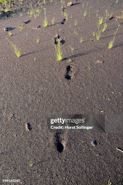 footprints in wet peat, stammbecken moor, former nicklheim peat works, rosenheim, bavaria, germany - rosenheim stock-fotos und bilder