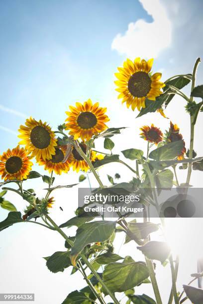 sunflowers (helianthus annuus), backlit, stuttgart, baden-wuerttemberg, germany - animal back stock pictures, royalty-free photos & images