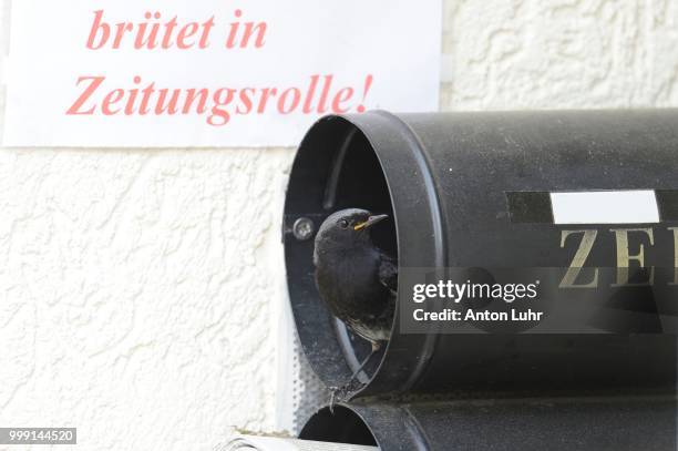 black redstart (phoenicurus ochruros) breeding in a newspaper letterbox, kuerten, north rhine-westphalia, germany - broeden stockfoto's en -beelden