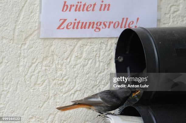 black redstart (phoenicurus ochruros) breeding in a newspaper letterbox, kuerten, north rhine-westphalia, germany - letterbox bildbanksfoton och bilder