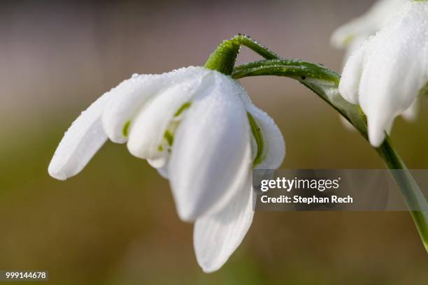 One Snowflake In Spring 984 Spring Snowflake Stock Photos, High-Res Pictures, and Images ...