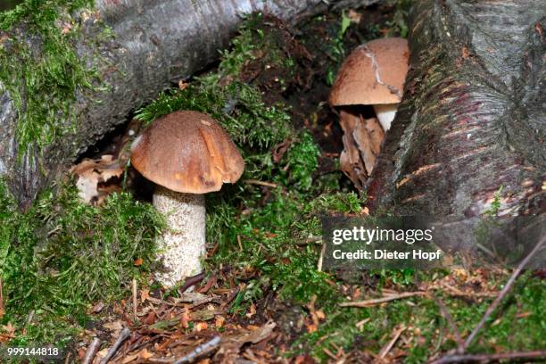 birch bolete (leccinum scabrum) at the roots of a birch tree, allgaeu, bavaria, germany - birch bolete stock pictures, royalty-free photos & images