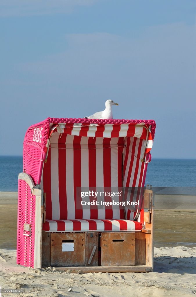 A gull perched on a roofed wicker beach chair, North Sea, Amrum, Schleswig-Holstein, Germany