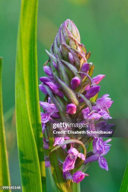 marsh orchid (dactylorhiza incarnata), ingolstadt, bavaria, germany - elisabeth busch stock-fotos und bilder