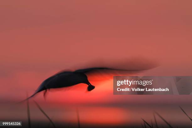 common tern (sterna hirundo) with prey against the light at sunset, minsener oog, east frisian islands, lower saxony wadden sea national park, lower saxony, germany - oog stock-fotos und bilder