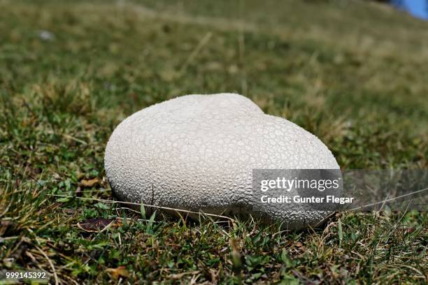 mosaic puffball (lycoperdon utriforme) on a pasture, buergeralm alp, aflenz, bruck an der mur, styria, austria - agaricales stock pictures, royalty-free photos & images