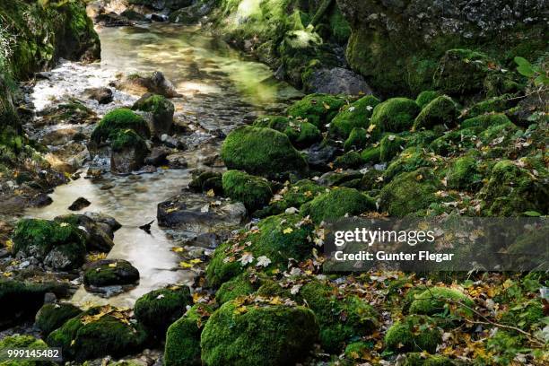 rocks overgrown with moss covered with autumn leaves, wasserlochklamm gorge, palfau, liezen, upper styria, styria, austria - liezen stock pictures, royalty-free photos & images