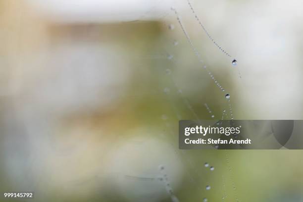 water drops on web of an orb-web spider, konstanz, baden-wuerttemberg, germany - orb web spider stock pictures, royalty-free photos & images