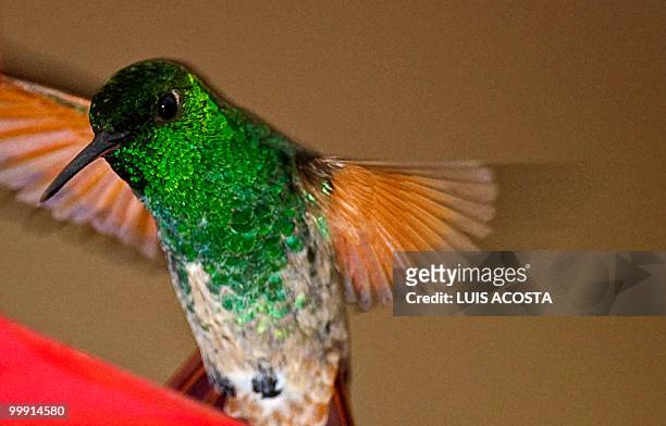 Hummingbird flies over a garden in Mexico City, on May 18, 2010. Hummingbirds are known for their ability to hover in mid-air by rapidly flapping...