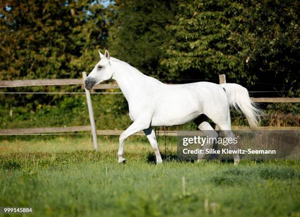 grey thuringian warmblood mare trotting across a paddock - trots fotografías e imágenes de stock