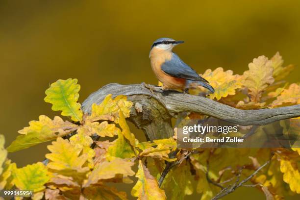 eurasian nuthatch (sitta europaea) perched on an oak branch in autumn, swabian alb biosphere reserve, baden-wuerttemberg, germany - sitta stockfoto's en -beelden