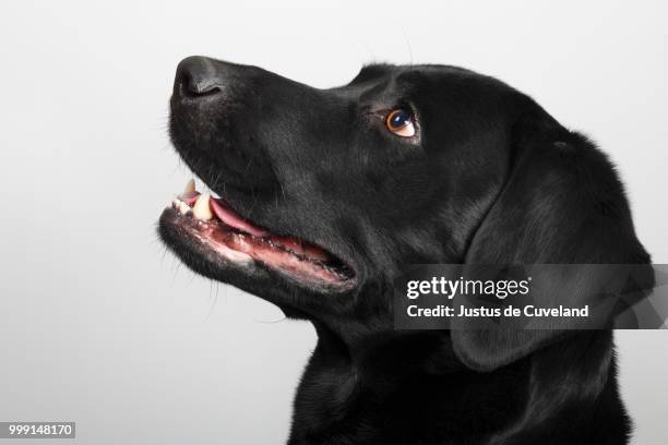 black labrador retriever dog, male, portrait, germany - black labrador 個照片及圖片檔