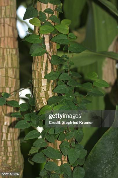 dragon tree (dracaena), detailed view, mainau, baden-wuerttemberg, germany - dragon tree stock pictures, royalty-free photos & images