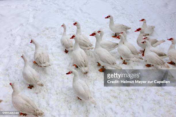 barbary ducks, domestic form of the muscovy duck (cairina moschata) in the snow on a farm, eckenhaid, eckental, middle franconia, bavaria, germany - muscovy duck stock pictures, royalty-free photos & images