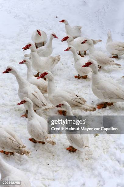 barbary ducks, domestic form of the muscovy duck (cairina moschata) in the snow on a farm, eckenhaid, eckental, middle franconia, bavaria, germany - muscovy duck stock pictures, royalty-free photos & images