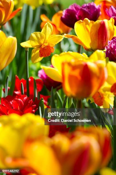 blooming colourful tulips (tulipa), germany - tulip bed stock pictures, royalty-free photos & images