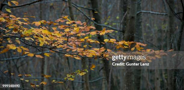 beech tree foliage, autumnal forest, deciduous forest, bavaria, germany - deciduous stock pictures, royalty-free photos & images