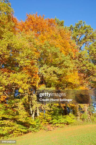 edge of a field with autumn-coloured deciduous trees near gollenshausen, chiemgau, bavaria, germany - deciduous stock pictures, royalty-free photos & images