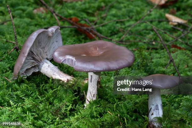 wood blewit (lepista nuda), untergroeningen, baden-wuerttemberg, germany - agaricales stock pictures, royalty-free photos & images