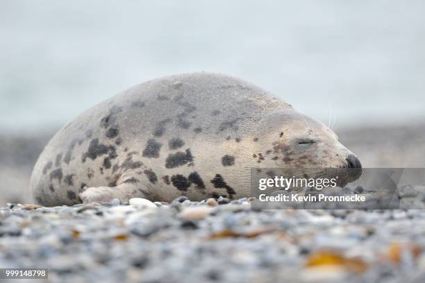 grey seal (halichoerus grypus), female, on the beach, duene island, helgoland, schleswig-holstein, germany - marine mammal center stock pictures, royalty-free photos & images