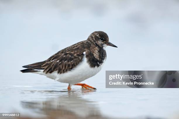 ruddy turnstone (arenaria interpres) in search of food, duene island, helgoland, schleswig-holstein, germany - foraging on beach stock pictures, royalty-free photos & images