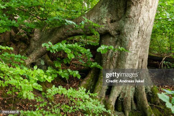 supporting root system of an ancient beech (fagus) in a forest, jasmund national park, ruegen, mecklenburg-western pomerania, germany - root system stock pictures, royalty-free photos & images