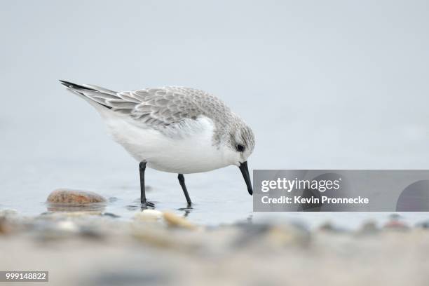 sanderling (calidris alba) on a beach in search of food, duene island, helgoland, schleswig-holstein, germany - correlimos tridáctilo fotografías e imágenes de stock