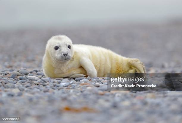 young grey seal (halichoerus grypus) pup, on the beach, duene island, helgoland, schleswig-holstein, germany - seal beach stock pictures, royalty-free photos & images