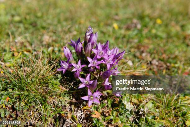 chiltern gentian (gentianella germanica), postalm, salzkammergut, salzburg state, austria - lisianthus stockfoto's en -beelden