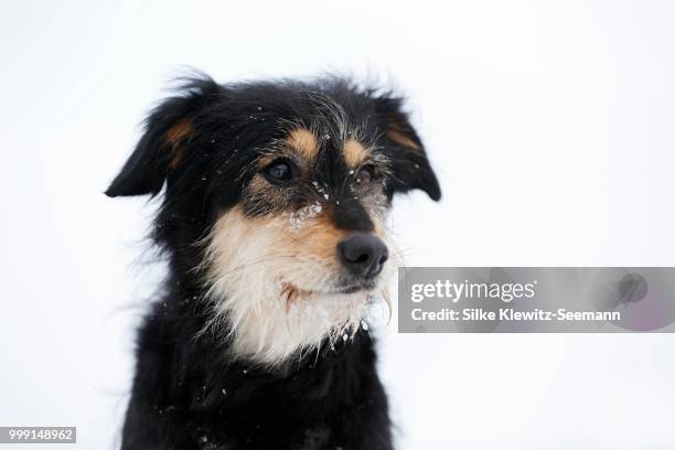 3.015 Princess Louise Eleonore Of Hohenlohe Langenburg Stock Photos