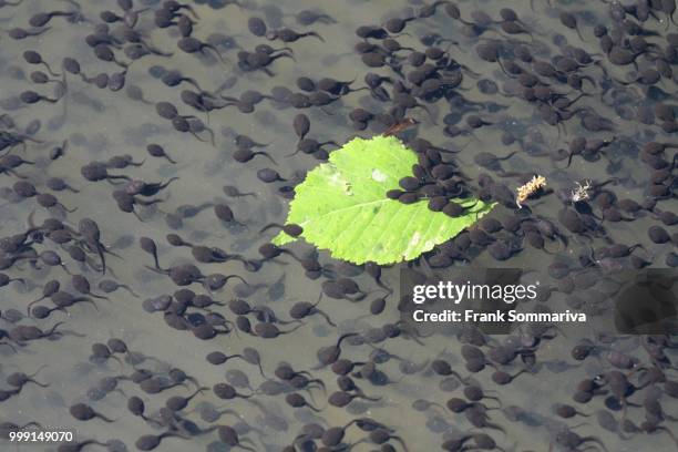 tadpoles of the common toad (bufo bufo), thuringia, germany - anura stock pictures, royalty-free photos & images