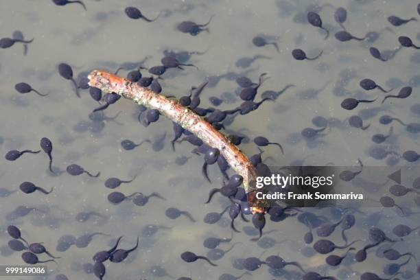 tadpoles of the common toad (bufo bufo), thuringia, germany - anura stock pictures, royalty-free photos & images