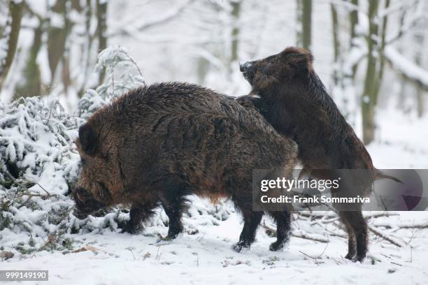 wild boar (sus scrofa), old tusker and piglet, captive, saxony, germany - tusker stock pictures, royalty-free photos & images