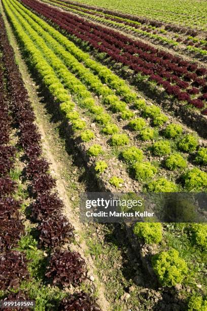 lettuce field, reichenau island, baden-wuerttemberg, germany - keller ストックフォトと画像