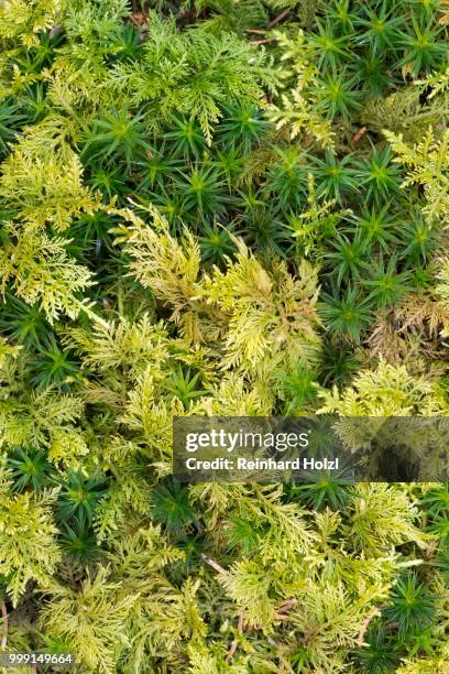 haircap moss or hair cap moss (polytrichum formosum) and tamarisk thuidium moss (thuidium tamariscinum), bavarian forest national park, bavaria, germany - bayerischer wald national park bildbanksfoton och bilder