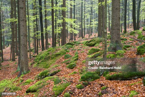 natural mixed forest in the spring, bavarian forest national park, bavaria, germany - bayerischer wald national park bildbanksfoton och bilder