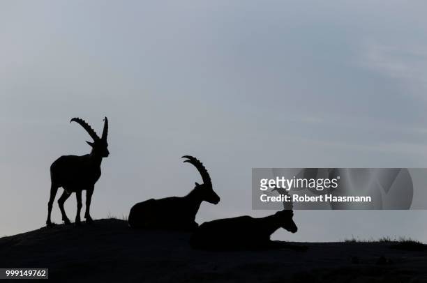 alpine ibexes (capra ibex), lech valley alps, tyrol, austria - lechtal alps stockfoto's en -beelden