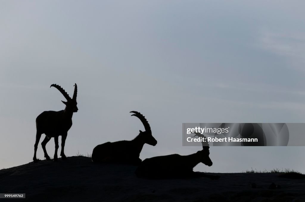 Alpine Ibexes (Capra ibex), Lech Valley Alps, Tyrol, Austria