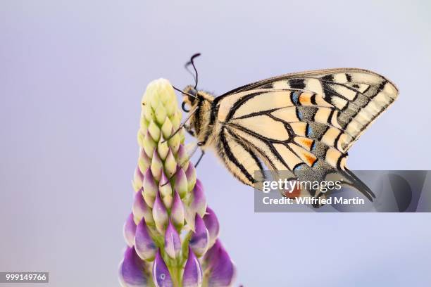 swallowtail or old world swallowtail (papilio machaon), north hesse, hesse, germany - old world swallowtail stock pictures, royalty-free photos & images
