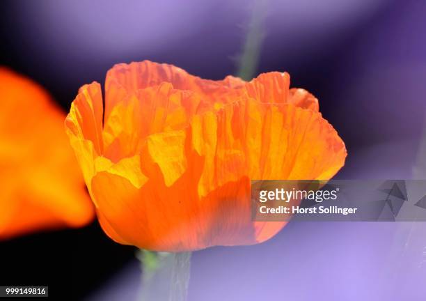oriental poppy (papaver orientale), flower, bavaria, germany - oriental stock pictures, royalty-free photos & images