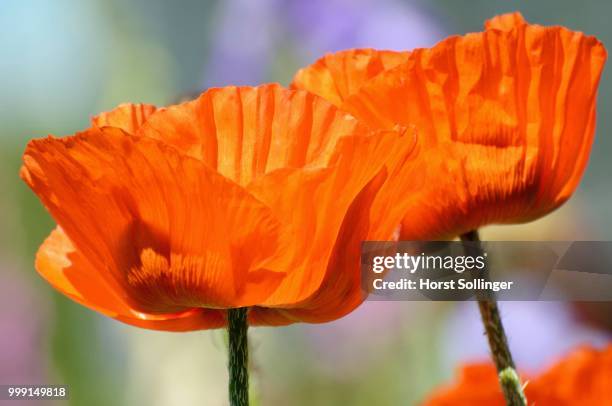 oriental poppy (papaver orientale), flowers, bavaria, germany - oriental stockfoto's en -beelden