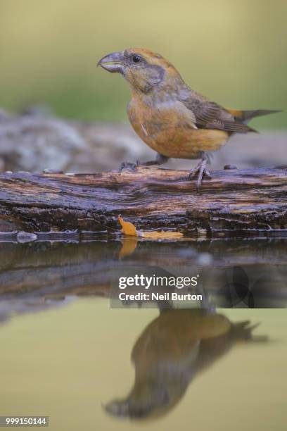 crossbill, slovenia - bourton on the water stock-fotos und bilder