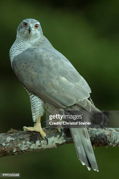 goshawk (accipiter gentilis), stubai valley, tyrol, austria - stubaital stock pictures, royalty-free photos & images