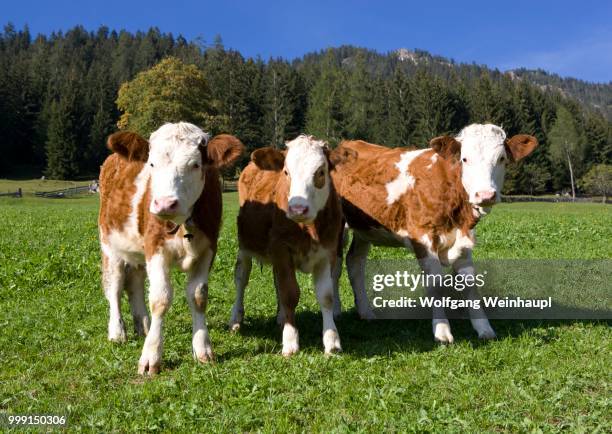 pasture, calves, alpbach valley, alpbach, tyrol, austria - alpbach ストックフォトと画像